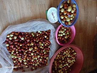 바위돌 심재성님의 기타작물 · 영농일지 작성글 사진