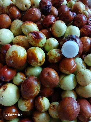 바위돌 심재성님의 기타작물 · 영농일지 작성글 사진