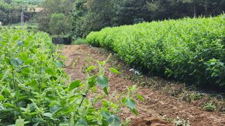 김찬경님의 들깨 · 영농일지 작성글 사진