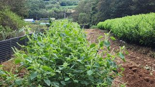 김찬경님의 들깨 · 영농일지 작성글 사진