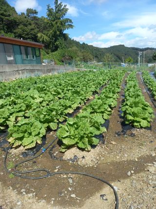 주말부부농사꾼님의 배추 · 영농일지 작성글 사진