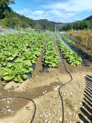 주말부부농사꾼님의 배추 · 영농일지 작성글 사진