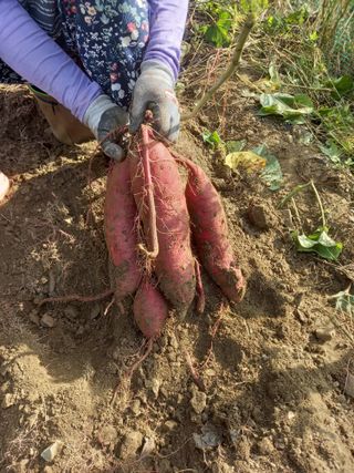 주말부부농사꾼님의 배추 · 영농일지 작성글 사진