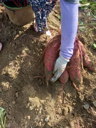 주말부부농사꾼님의 배추 · 영농일지 작성글 사진