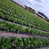 팜모닝 배추·영농일지 게시글 이미지