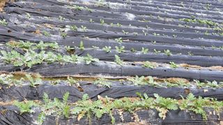 권병국님의 배추 · 영농일지 작성글 사진