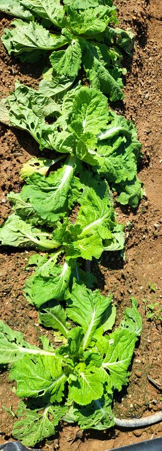 권병국님의 배추 · 영농일지 작성글 사진