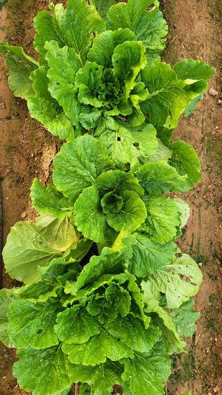 권병국님의 배추 · 영농일지 작성글 사진