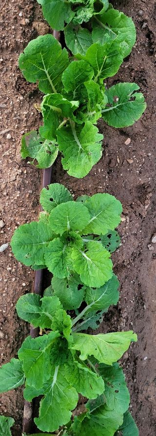 권병국님의 배추 · 영농일지 작성글 사진