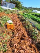 팜모닝 고구마·영농일지 게시글 이미지