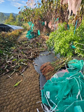 홍천산채농원님의 기타작물 · 영농일지 작성글 사진