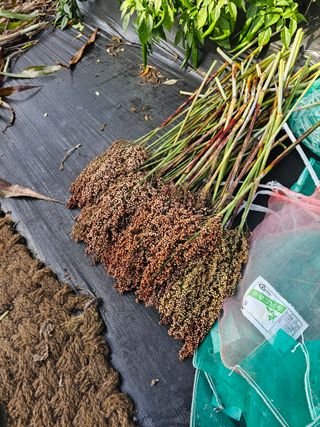 홍천산채농원님의 기타작물 · 영농일지 작성글 사진