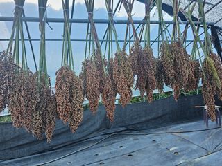 홍천산채농원님의 기타작물 · 영농일지 작성글 사진