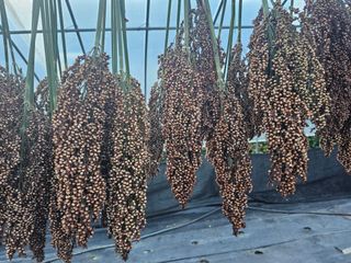 홍천산채농원님의 기타작물 · 영농일지 작성글 사진