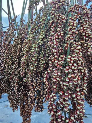 홍천산채농원님의 기타작물 · 영농일지 작성글 사진