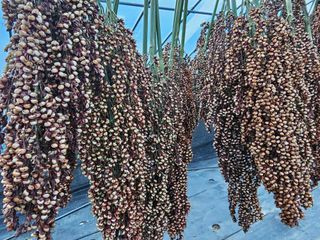 홍천산채농원님의 기타작물 · 영농일지 작성글 사진