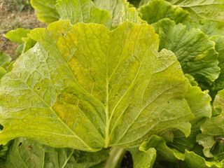 표고버섯8964님의 더운 가을, 농사 괜찮으신가요? · 참여글 작성글 사진