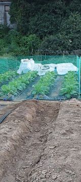 팜모닝 배추·영농일지 게시글 이미지