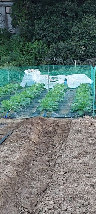 텃밭농부님의 배추 · 영농일지 작성글 사진