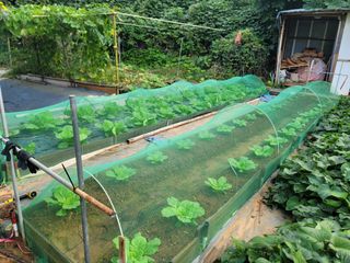 미날기미(김원영)님의 배추 · 영농일지 작성글 사진