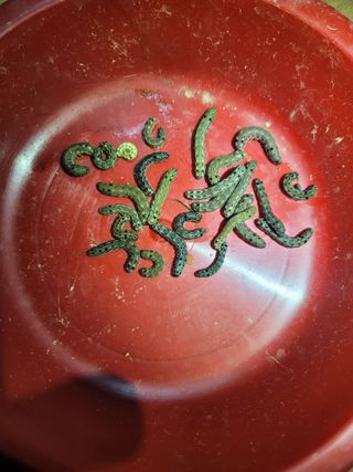 미날기미(김원영)님의 배추 · 영농일지 작성글 사진