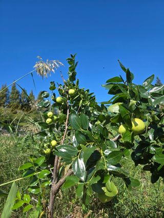 천지창조님의 기타작물 · 영농일지 작성글 사진