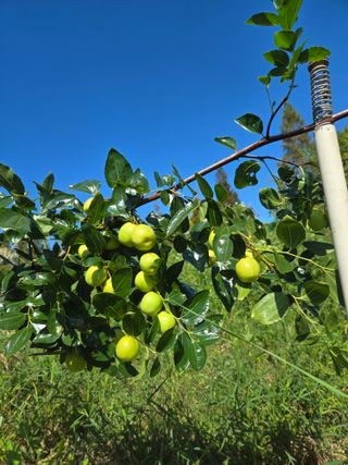 천지창조님의 기타작물 · 영농일지 작성글 사진