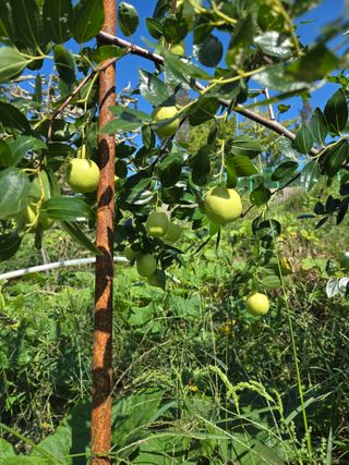 천지창조님의 기타작물 · 영농일지 작성글 사진