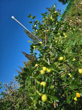 천지창조님의 기타작물 · 영농일지 작성글 사진