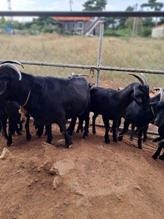김석현님의 자유주제 · 자유게시판 작성글 사진
