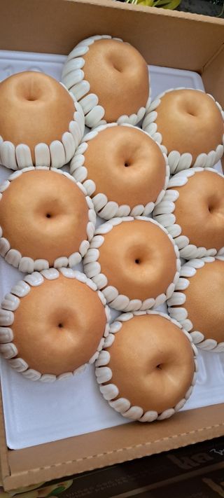 이영미님의 배 · 영농일지 작성글 사진