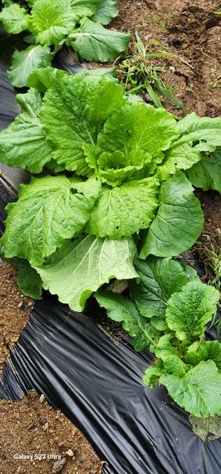 28 268 HQ님의 더운 가을, 농사 괜찮으신가요? · 참여글 작성글 사진