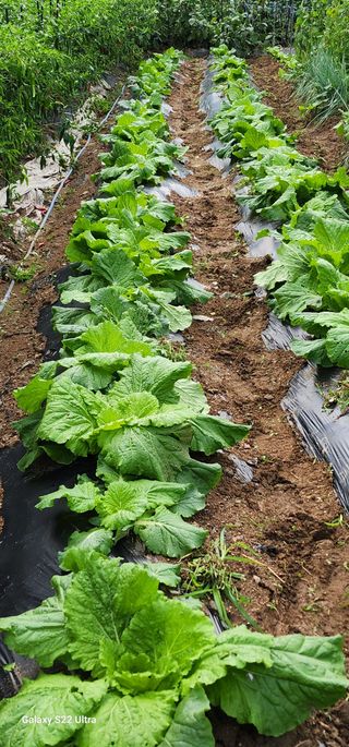 28 268 HQ님의 더운 가을, 농사 괜찮으신가요? · 참여글 작성글 사진