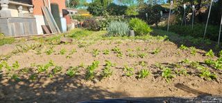 삼례텃밭지기님의 자유주제 · 자유게시판 작성글 사진