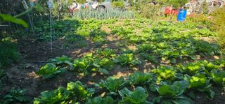 삼례텃밭지기님의 자유주제 · 자유게시판 작성글 사진