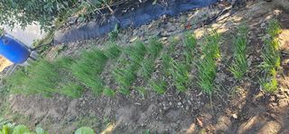 삼례텃밭지기님의 자유주제 · 자유게시판 작성글 사진