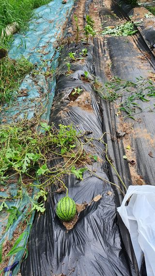 이상걸님의 팜모닝 · 출석 작성글 사진