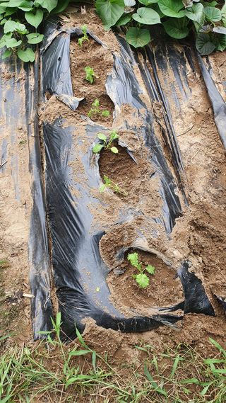 이상걸님의 팜모닝 · 출석 작성글 사진