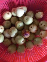 팜모닝 기타작물·영농일지 게시글 이미지