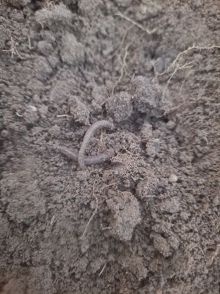 양은수님의 고구마 · 영농일지 작성글 사진