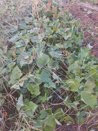 양은수님의 고구마 · 영농일지 작성글 사진