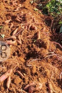 양은수님의 고구마 · 영농일지 작성글 사진