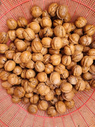 정홍님의 기타작물 · 영농일지 작성글 사진