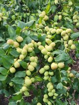 팜모닝 더운 가을, 농사 괜찮으신가요?·참여글 게시글 이미지