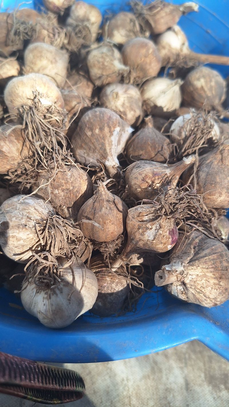 오남현님의 장터 판매 상품 [홍산마늘종자용] 첨부 사진