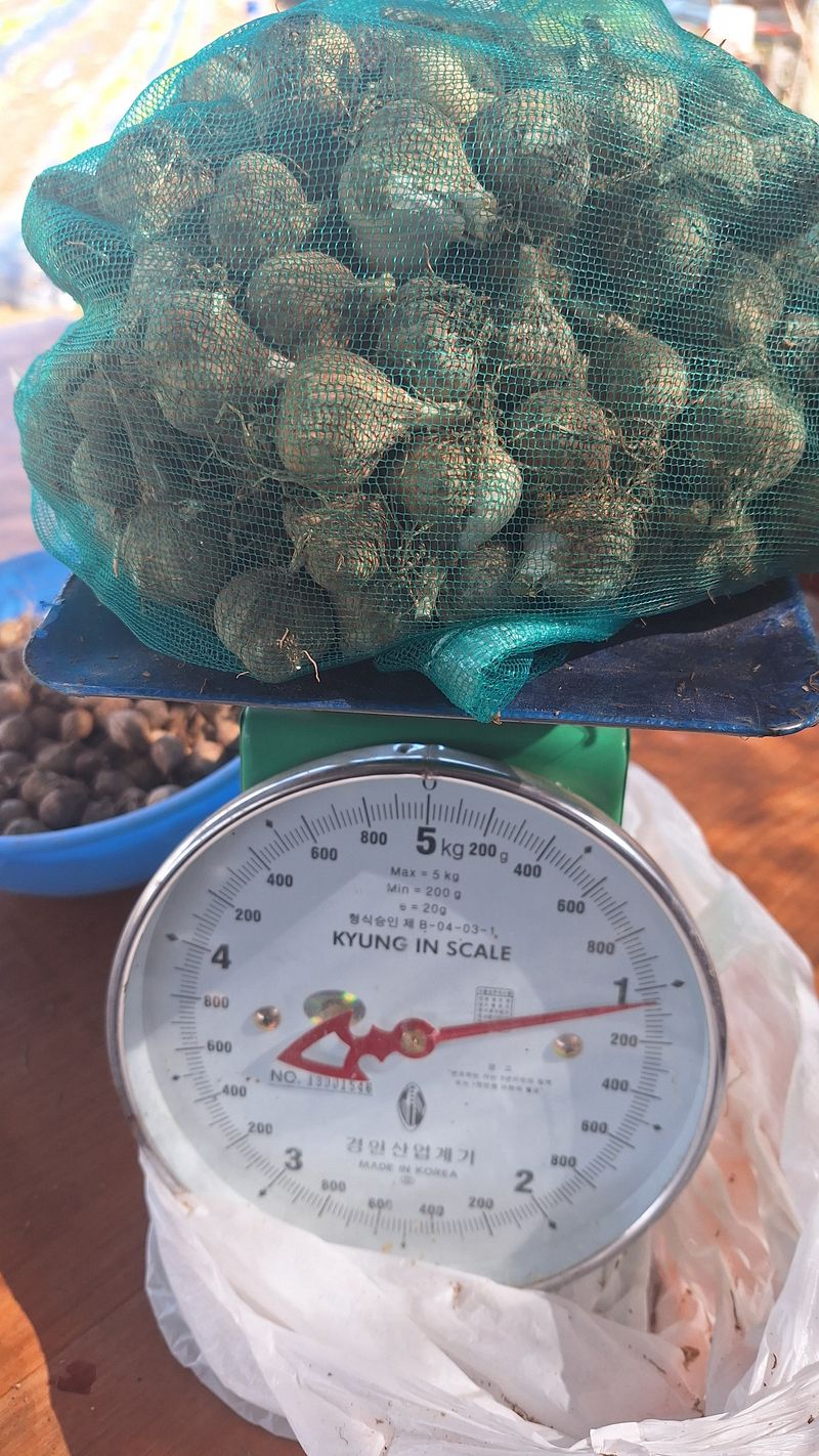 오남현님의 장터 판매 상품 [홍산마늘종자용] 첨부 사진