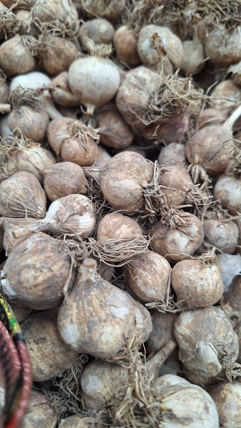 오남현님의 장터 판매 상품 [홍산마늘종자용] 첨부 사진