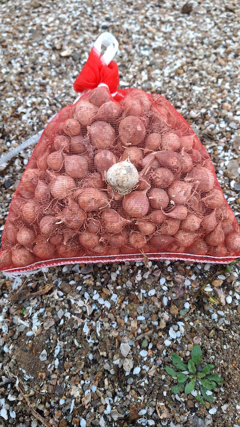 장터 상품 [홍산마늘종자용] 썸네일