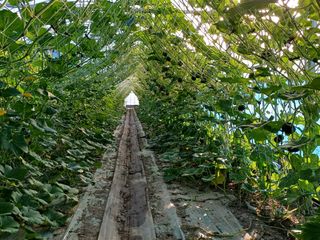 현순호님의 호박 · 영농일지 작성글 사진