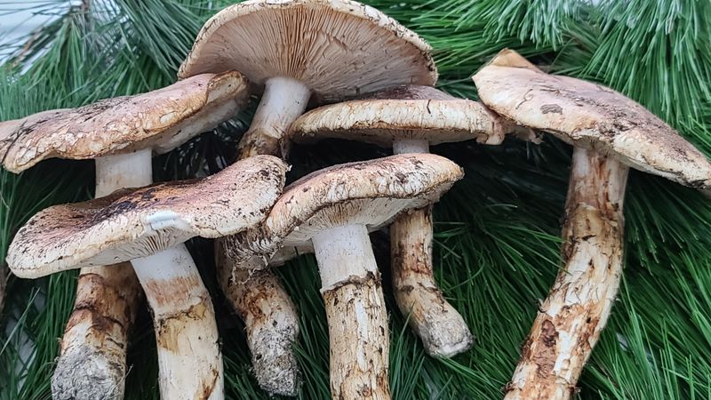 장터 상품 [강원도자연산송이 (등외품)500g1kg] 썸네일